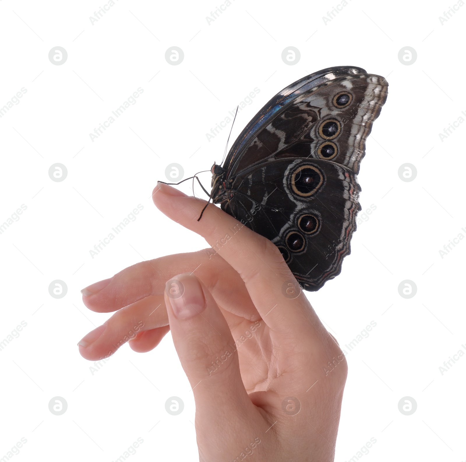 Woman holding beautiful common morpho butterfly on white background, closeup Photo of Woman holding beautiful common morpho butterfly on white background, closeup