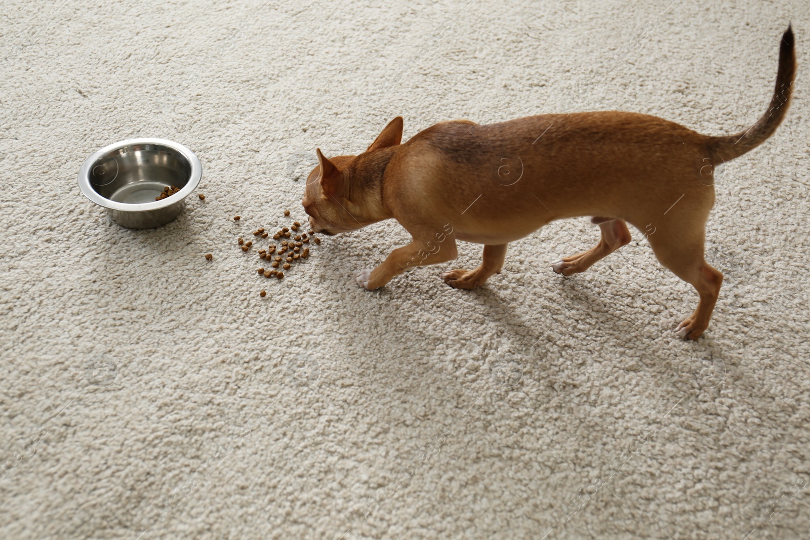 Adorable Chihuahua dog near feeding bowl on carpet indoors Photo of Adorable Chihuahua dog near feeding bowl on carpet indoors