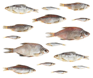 Set of tasty dry fish on white background Image of Set of tasty dry fish on white background