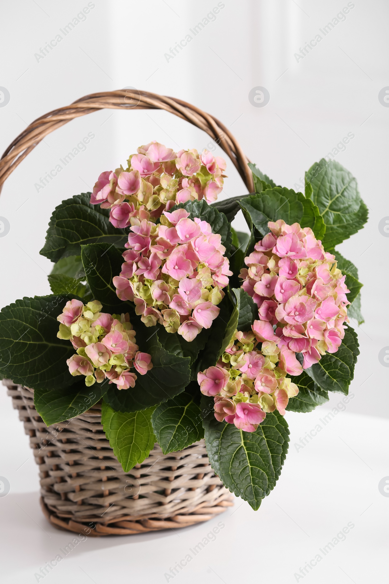 Beautiful blooming pink hortensia in wicker basket on white table indoors Photo of Beautiful blooming pink hortensia in wicker basket on white table indoors