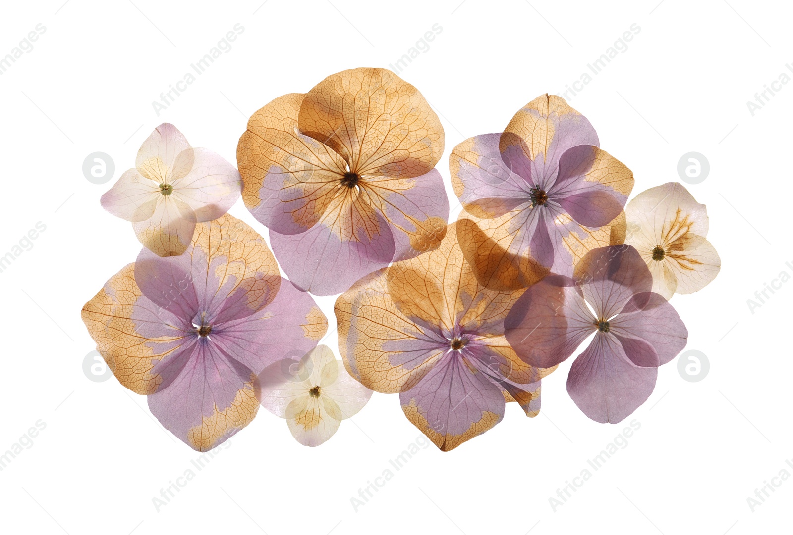 Pressed dried hydrangea flowers on white background, top view. Beautiful herbarium Photo of Pressed dried hydrangea flowers on white background, top view. Beautiful herbarium