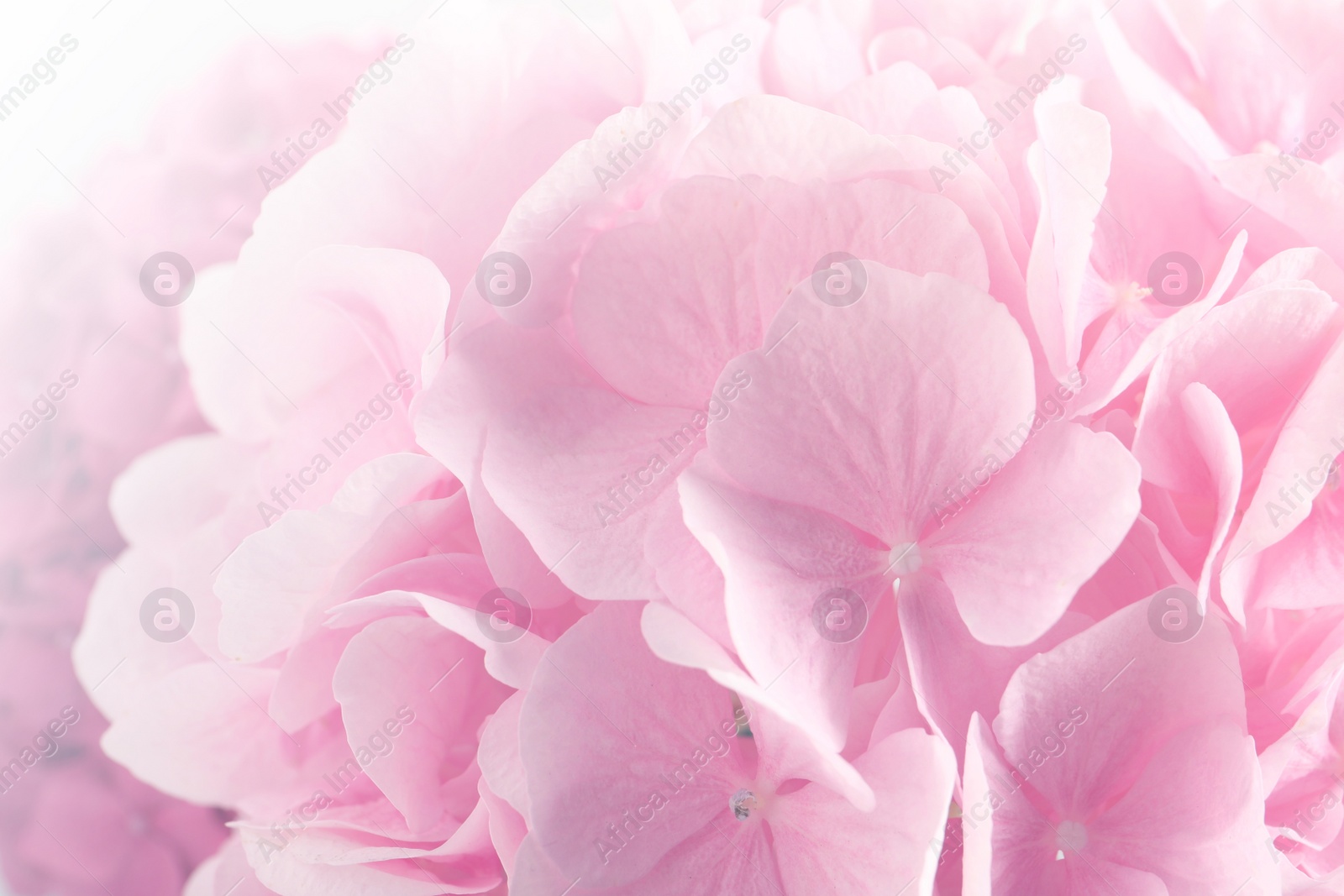 Image of Hortensia plant with beautiful flowers, closeup. Toned in pink color 