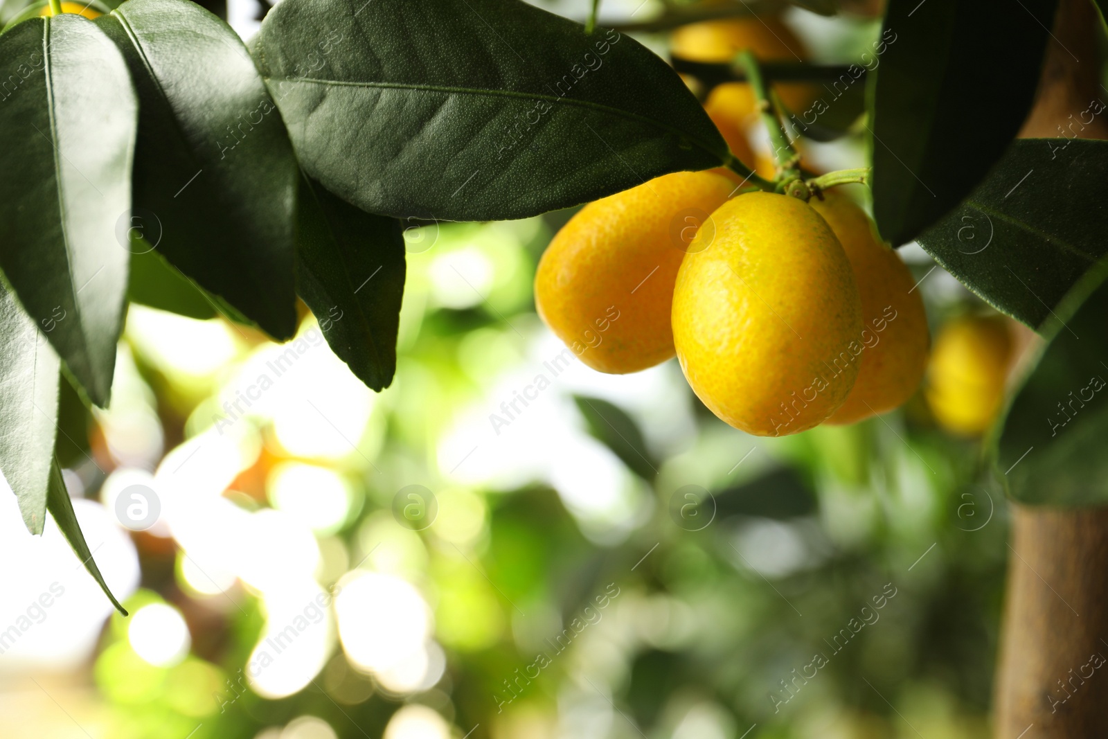 Kumquat tree with ripening fruits outdoors, closeup Photo of Kumquat tree with ripening fruits outdoors, closeup