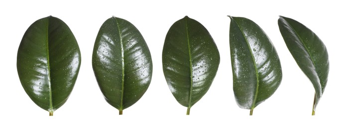 Image of Beautiful fresh green leaves on white background, collage. Banner design