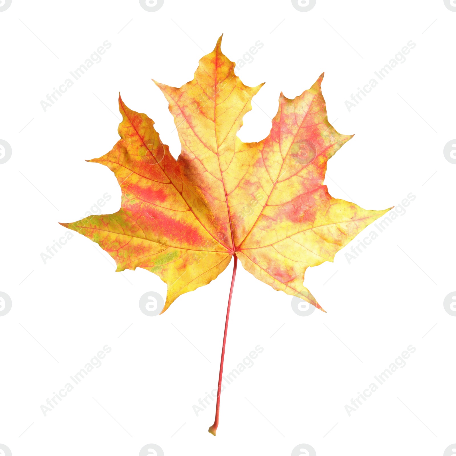 Beautiful leaf isolated on white. Autumn season Photo of Beautiful leaf isolated on white. Autumn season