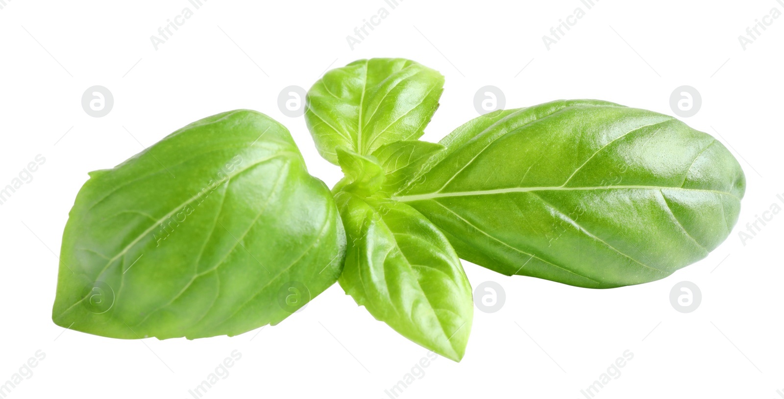 Fresh green basil leaves isolated on white Photo of Fresh green basil leaves isolated on white