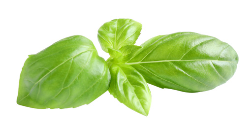Fresh green basil leaves isolated on white Photo of Fresh green basil leaves isolated on white