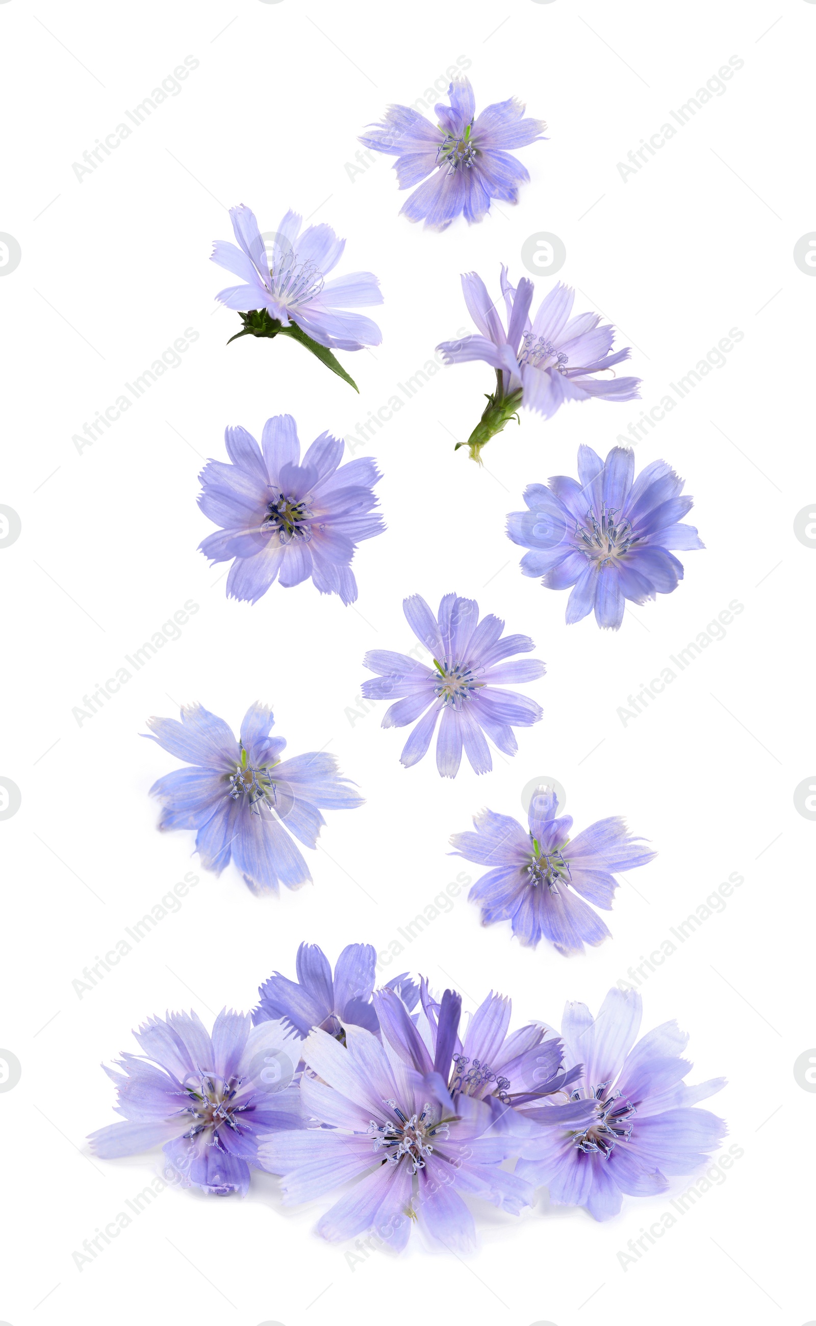 Beautiful tender chicory flowers falling on white background Image of Beautiful tender chicory flowers falling on white background