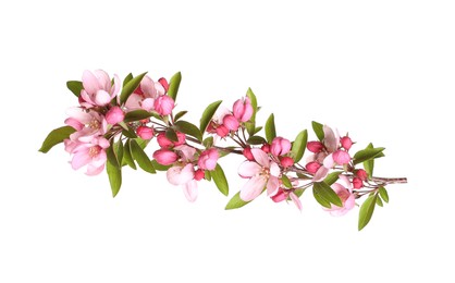 Beautiful sakura tree branch isolated on white Photo of Beautiful sakura tree branch isolated on white