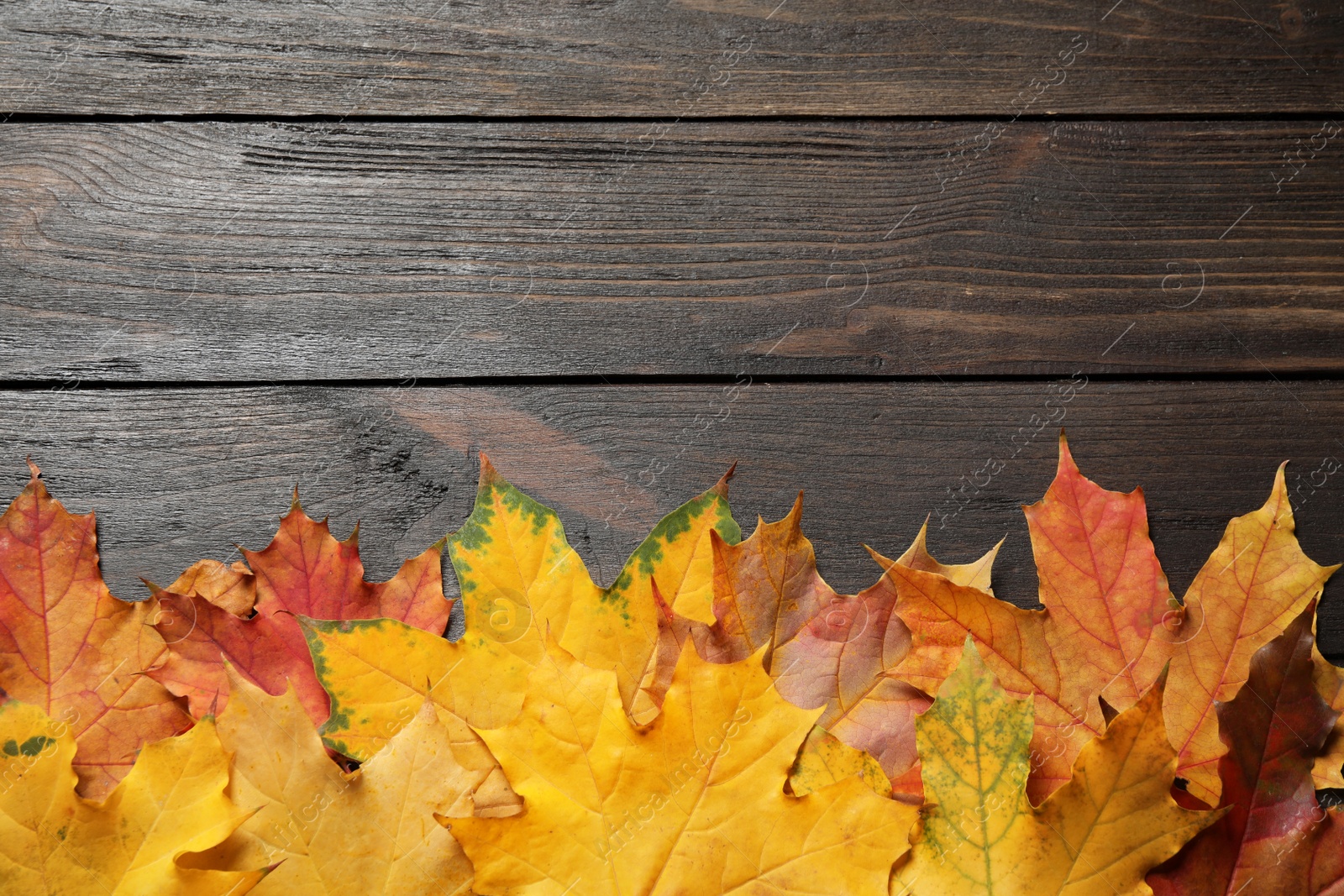 Photo of Beautiful autumn leaves and space for text on wooden background, top view