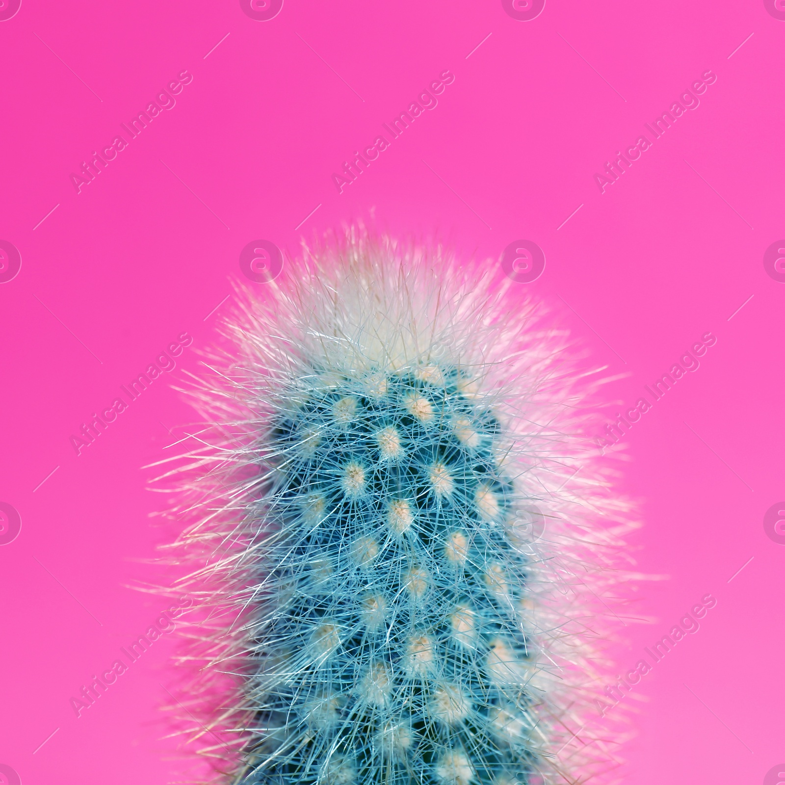 Beautiful bright cactus on pink background, closeup Image of Beautiful bright cactus on pink background, closeup