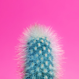 Image of Beautiful bright cactus on pink background, closeup