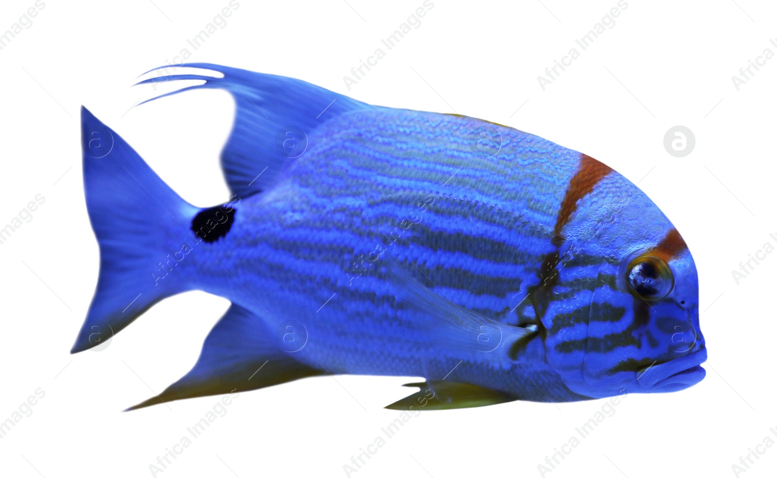 Beautiful bright tropical angelfish on white background Image of Beautiful bright tropical angelfish on white background