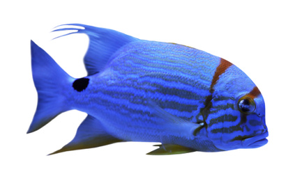 Image of Beautiful bright tropical angelfish on white background