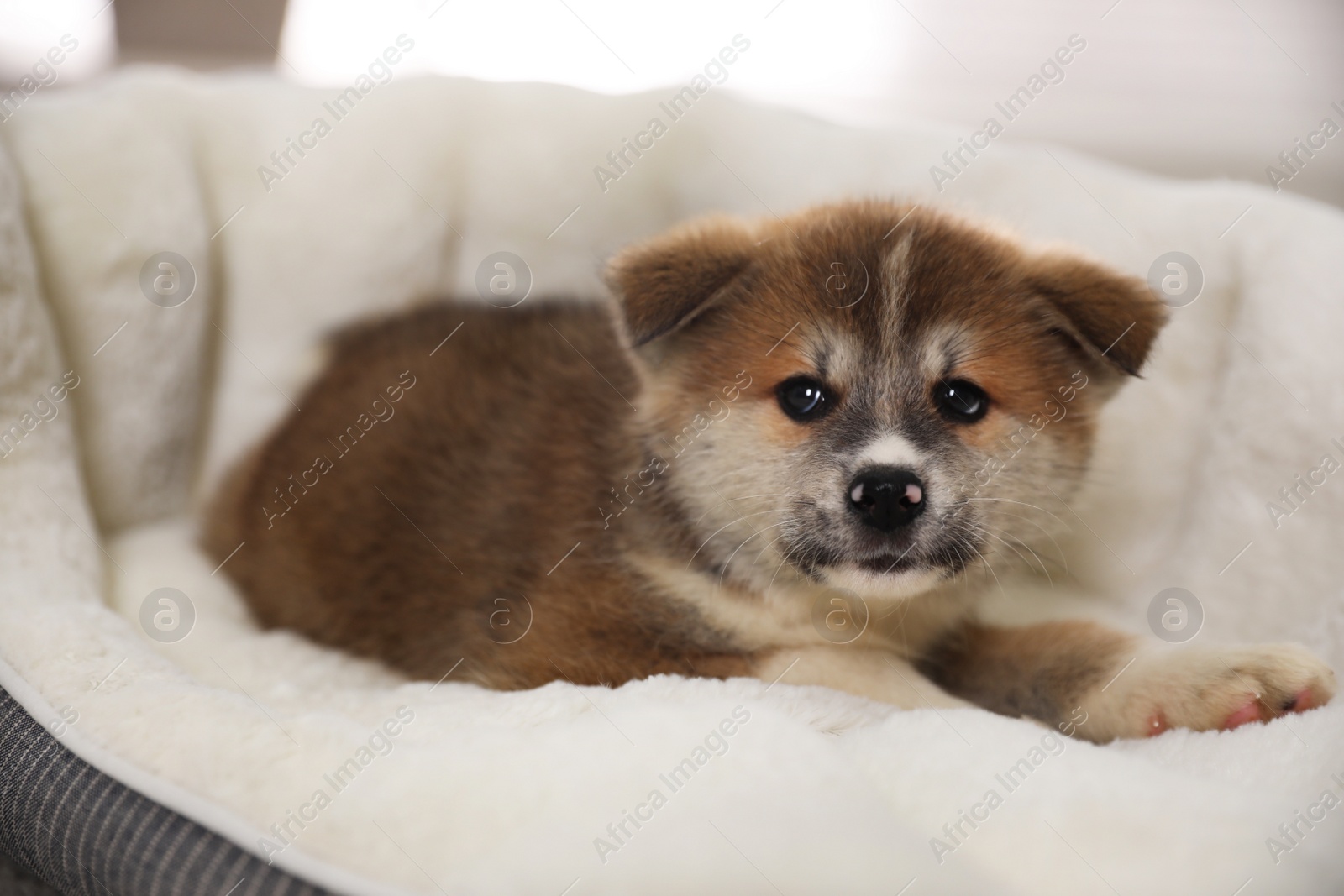 Adorable Akita Inu puppy in dog bed indoors Photo of Adorable Akita Inu puppy in dog bed indoors