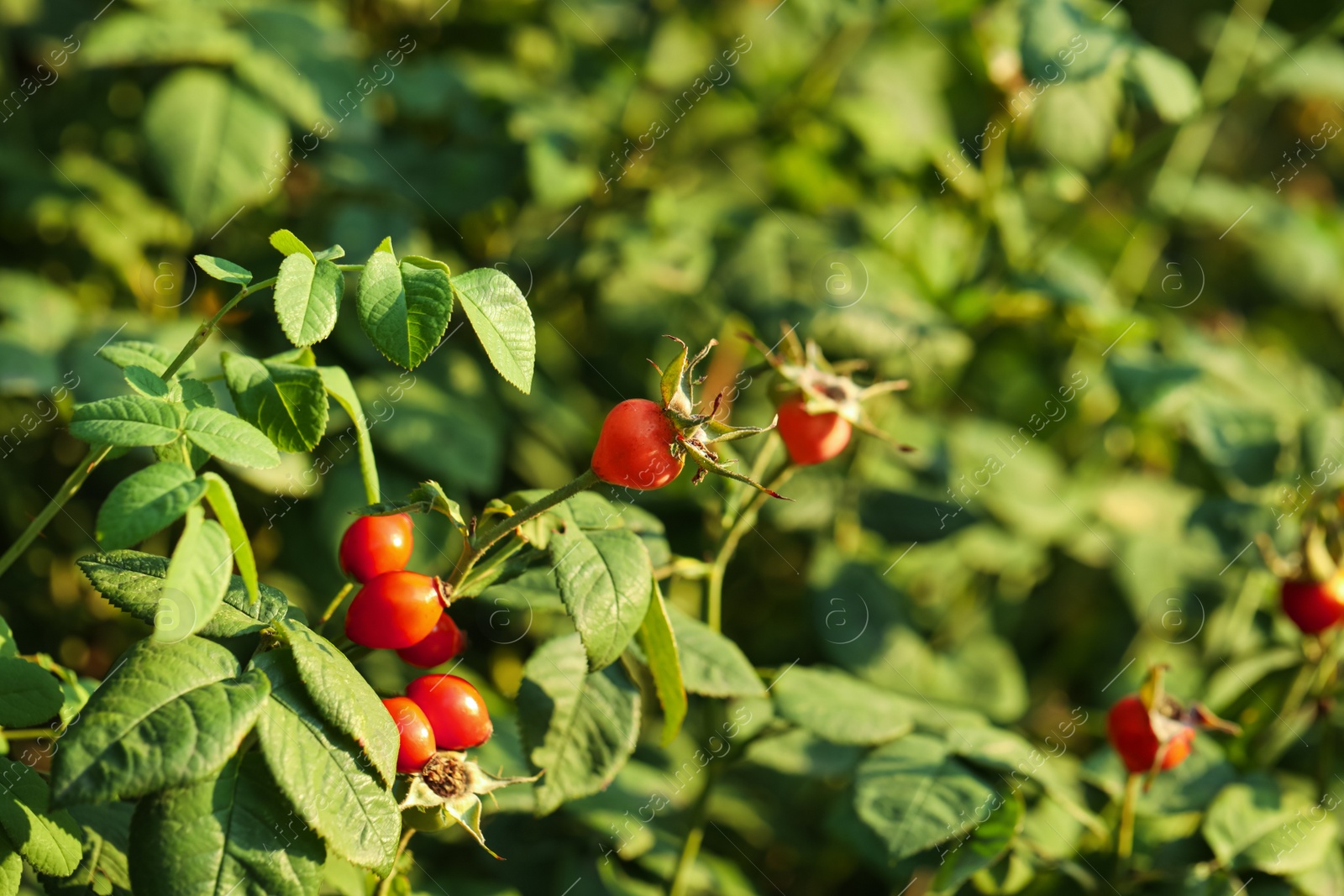 Rose hip bush with ripe red berries in garden Photo of Rose hip bush with ripe red berries in garden