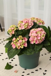 Beautiful blooming pink hortensia in bucket indoors Photo of Beautiful blooming pink hortensia in bucket indoors