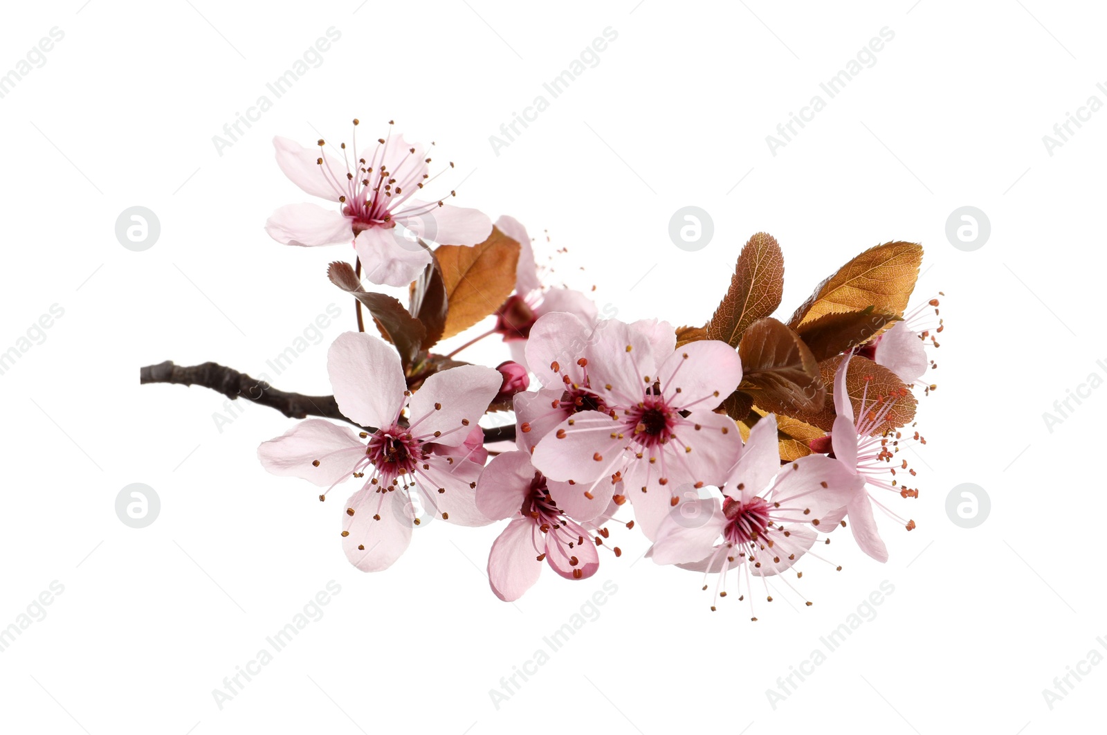 Cherry tree branch with beautiful pink blossoms isolated on white Photo of Cherry tree branch with beautiful pink blossoms isolated on white