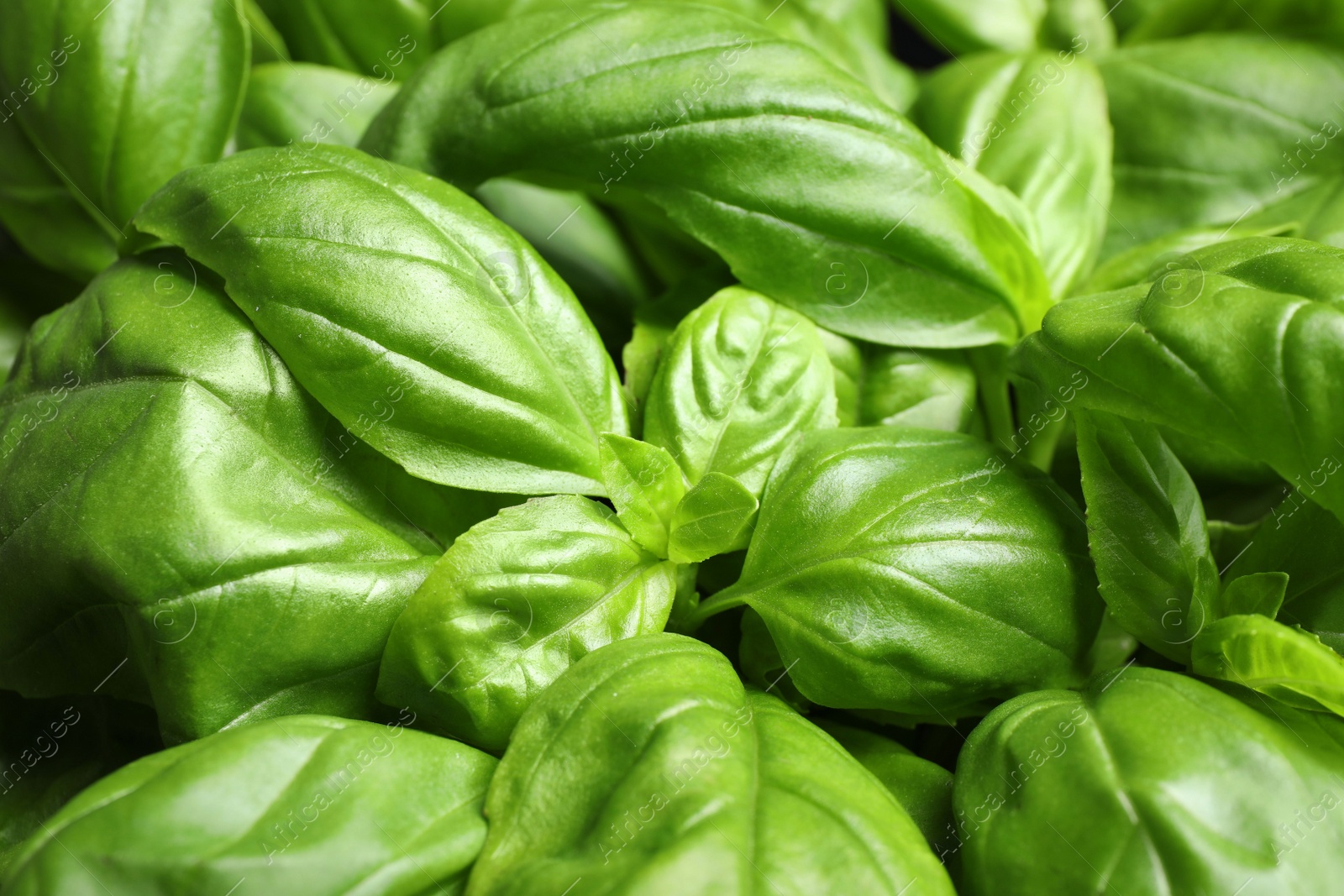 Fresh basil leaves as background, closeup view Photo of Fresh basil leaves as background, closeup view