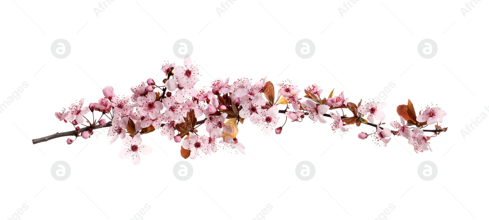 Cherry tree branch with beautiful pink blossoms isolated on white Photo of Cherry tree branch with beautiful pink blossoms isolated on white