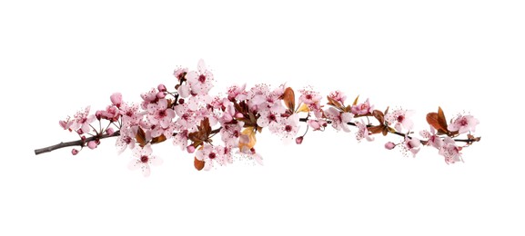 Cherry tree branch with beautiful pink blossoms isolated on white Photo of Cherry tree branch with beautiful pink blossoms isolated on white