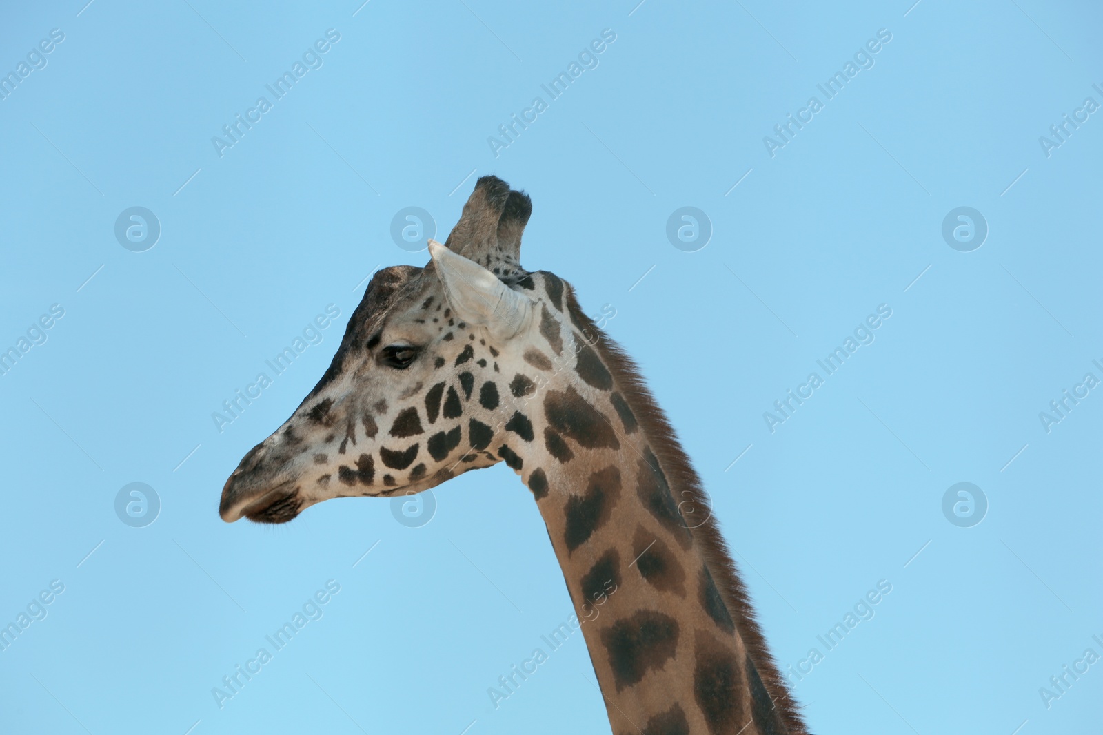 Closeup view of Rothschild giraffe against blue sky Photo of Closeup view of Rothschild giraffe against blue sky