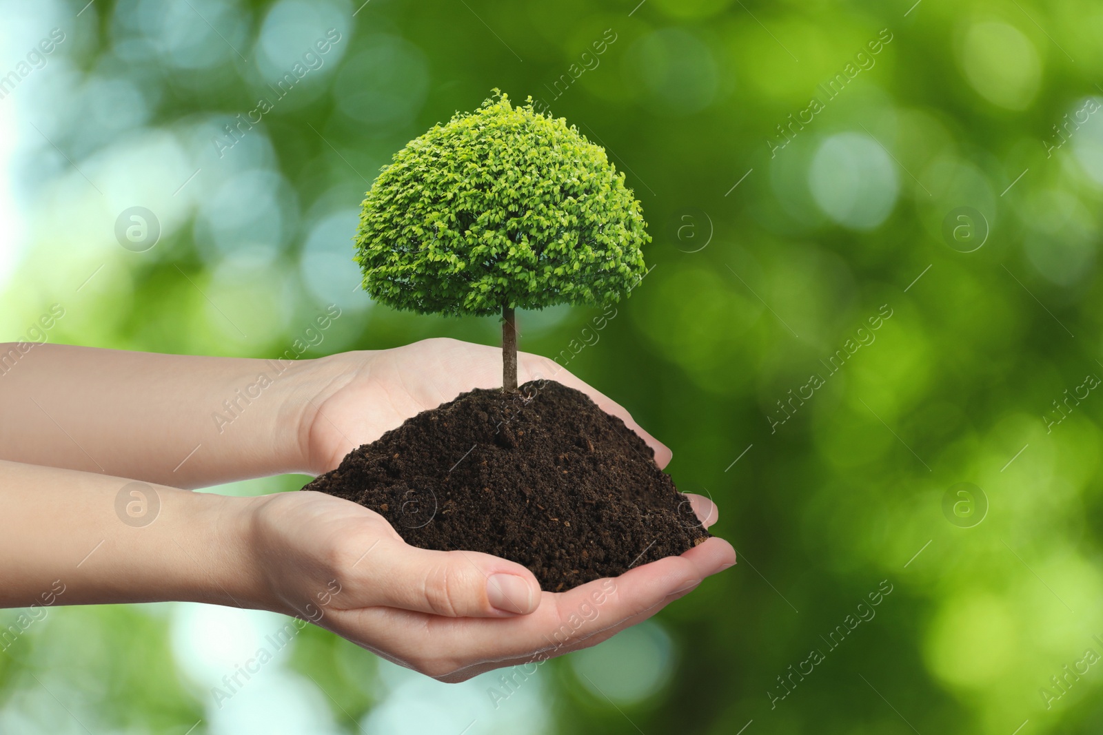 Woman holding pile of soil with small tree on blurred green background, closeup. Eco friendly lifestyle Image of Woman holding pile of soil with small tree on blurred green background, closeup. Eco friendly lifestyle