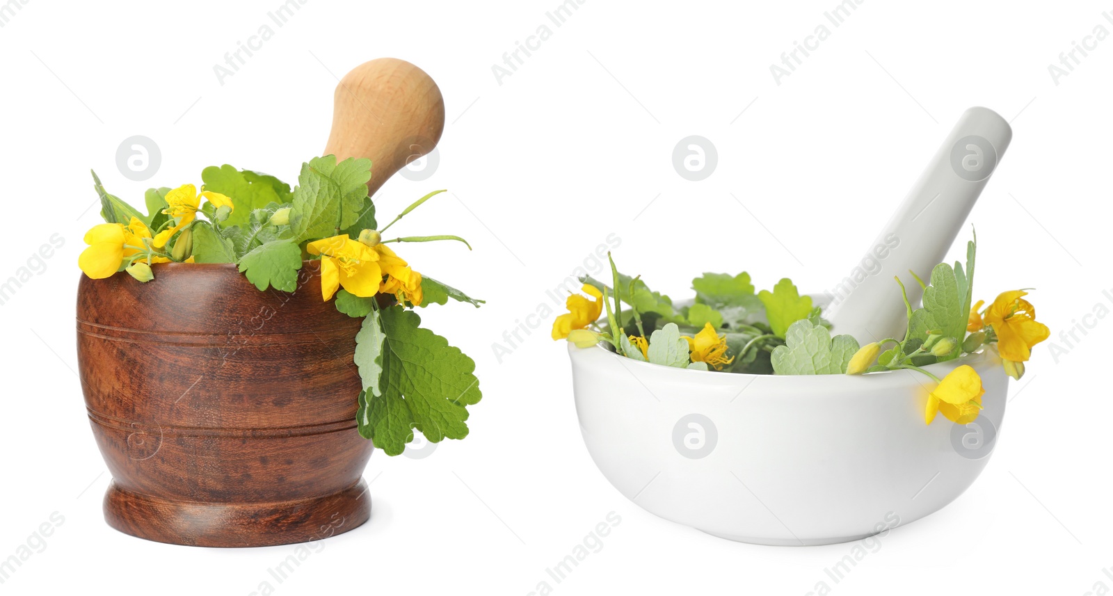 Celandine and pestles in mortars on white background, collage Image of Celandine and pestles in mortars on white background, collage