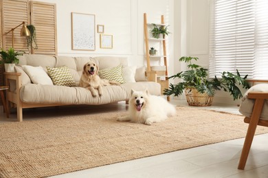 Adorable dogs resting in modern living room Photo of Adorable dogs resting in modern living room