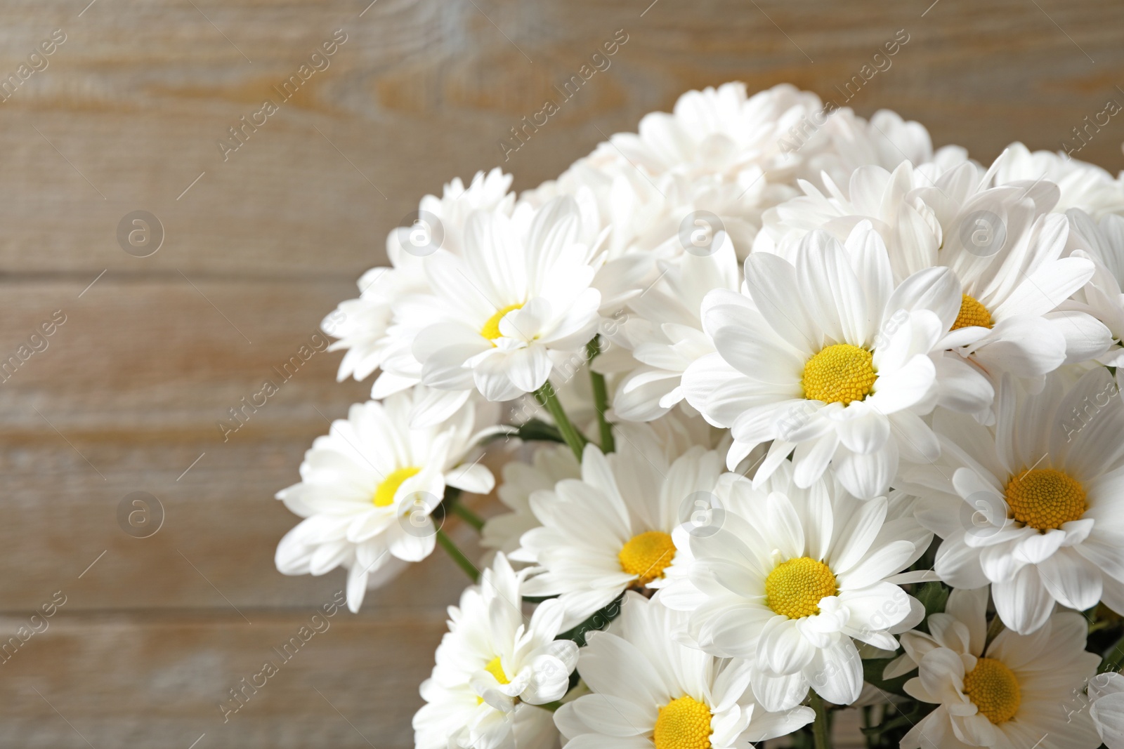Beautiful white chrysanthemum flowers on brown background, closeup Photo of Beautiful white chrysanthemum flowers on brown background, closeup
