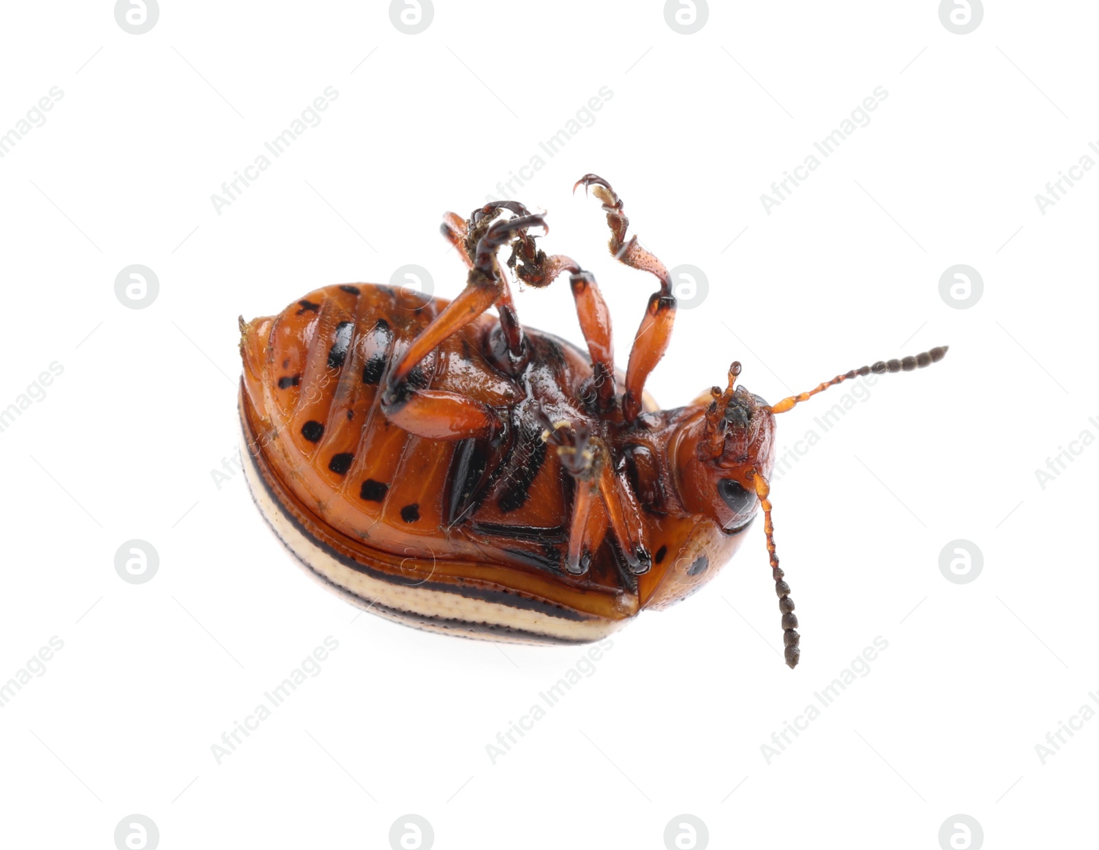 One colorado potato beetle isolated on white Photo of One colorado potato beetle isolated on white