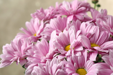 Beautiful pink chrysanthemum flowers on beige background, closeup Photo of Beautiful pink chrysanthemum flowers on beige background, closeup