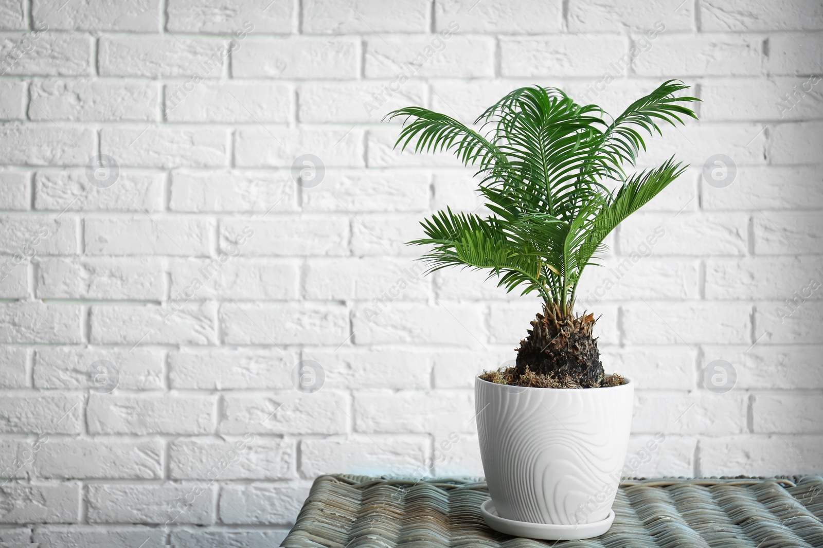 Tropical palm on table against brick wall background Photo of Tropical palm on table against brick wall background