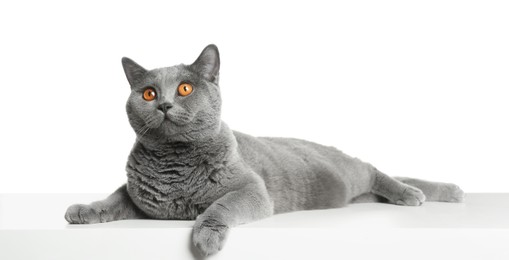 Adorable grey British Shorthair cat on white background Photo of Adorable grey British Shorthair cat on white background