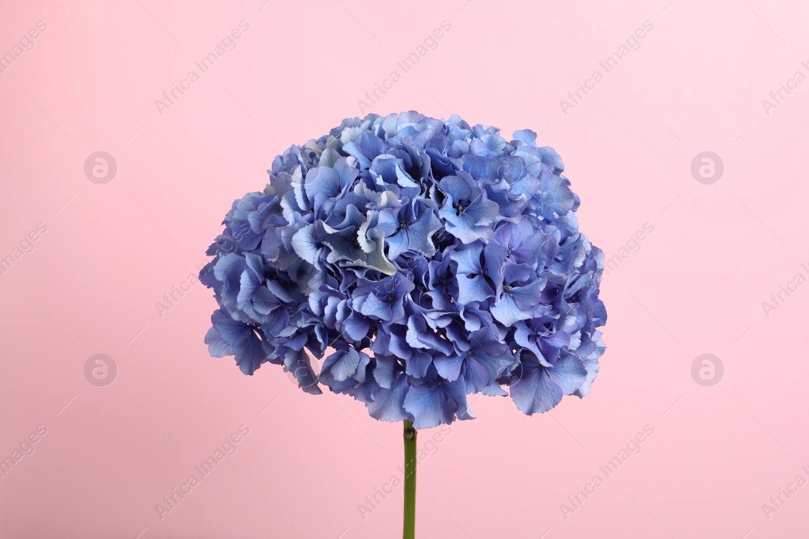 Delicate blue hortensia flowers on pink background Photo of Delicate blue hortensia flowers on pink background