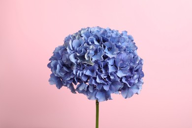 Delicate blue hortensia flowers on pink background Photo of Delicate blue hortensia flowers on pink background