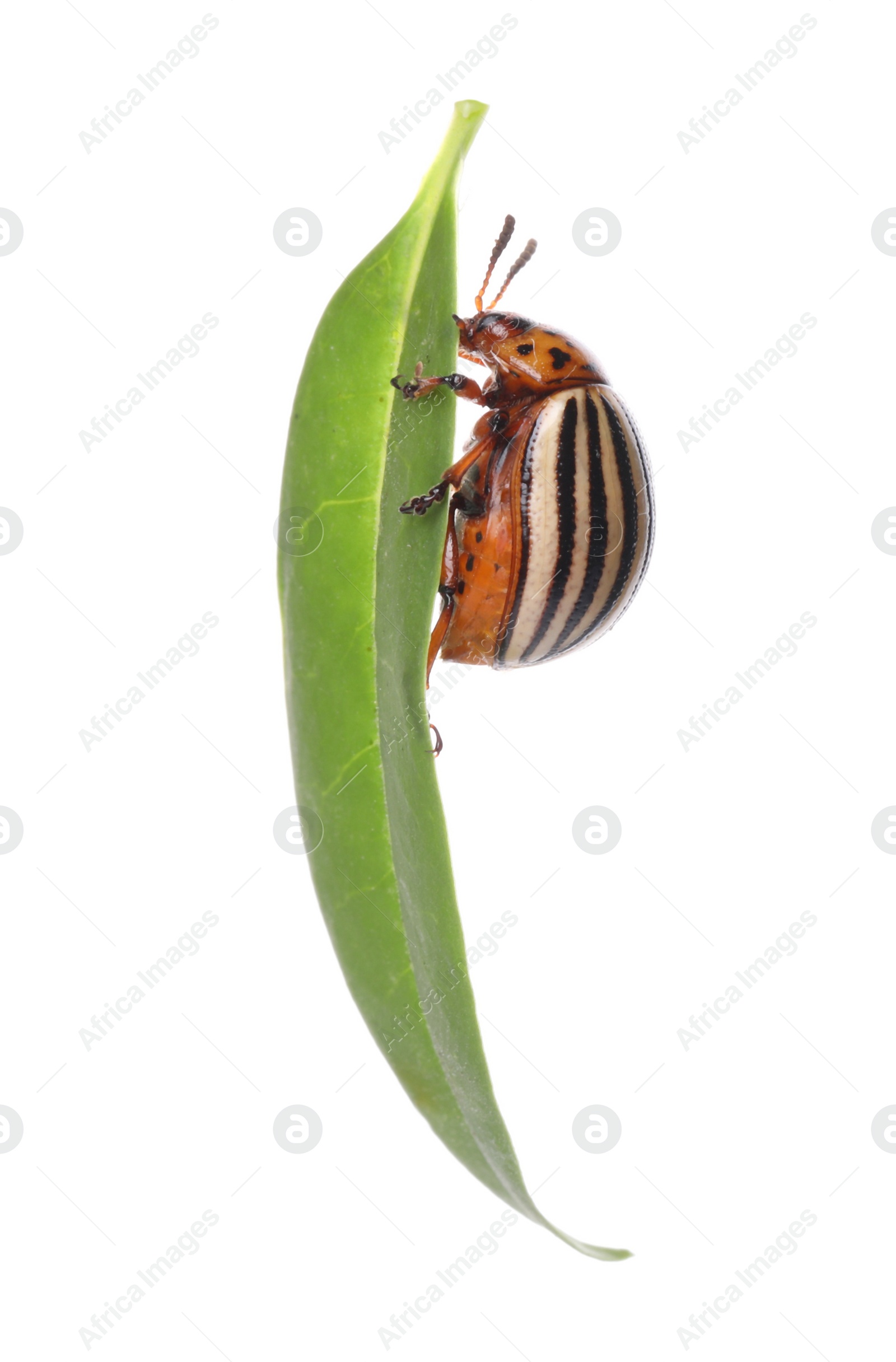 Colorado potato beetle on green leaf against white background Photo of Colorado potato beetle on green leaf against white background