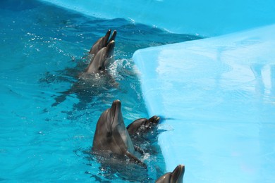 Cute dolphins in pool at marine mammal park Photo of Cute dolphins in pool at marine mammal park