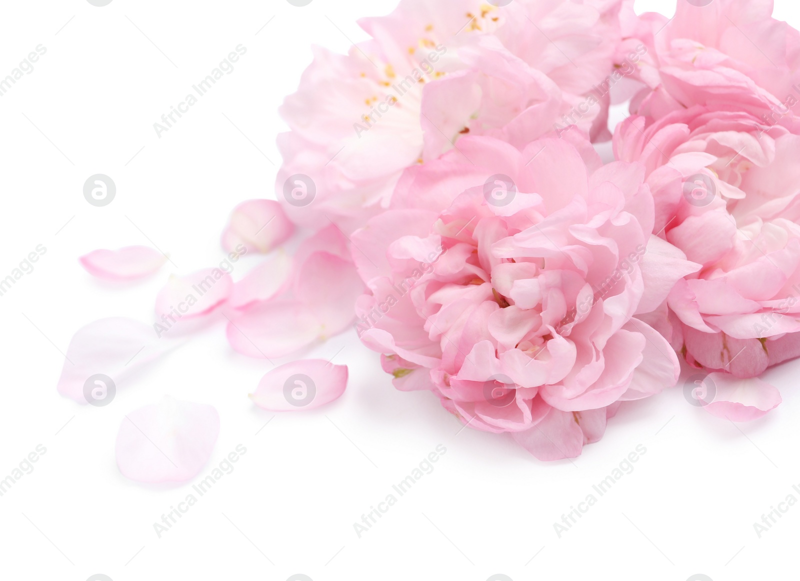 Beautiful sakura tree flowers and petals on white background Photo of Beautiful sakura tree flowers and petals on white background