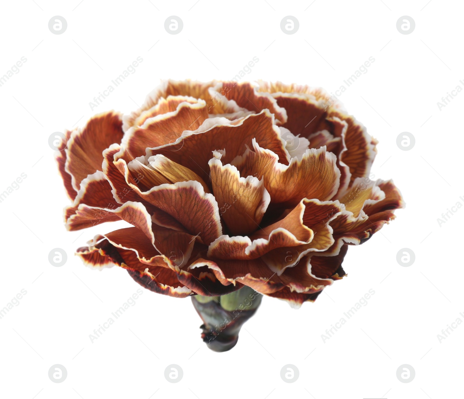 Beautiful fresh carnation flower on white background Photo of Beautiful fresh carnation flower on white background