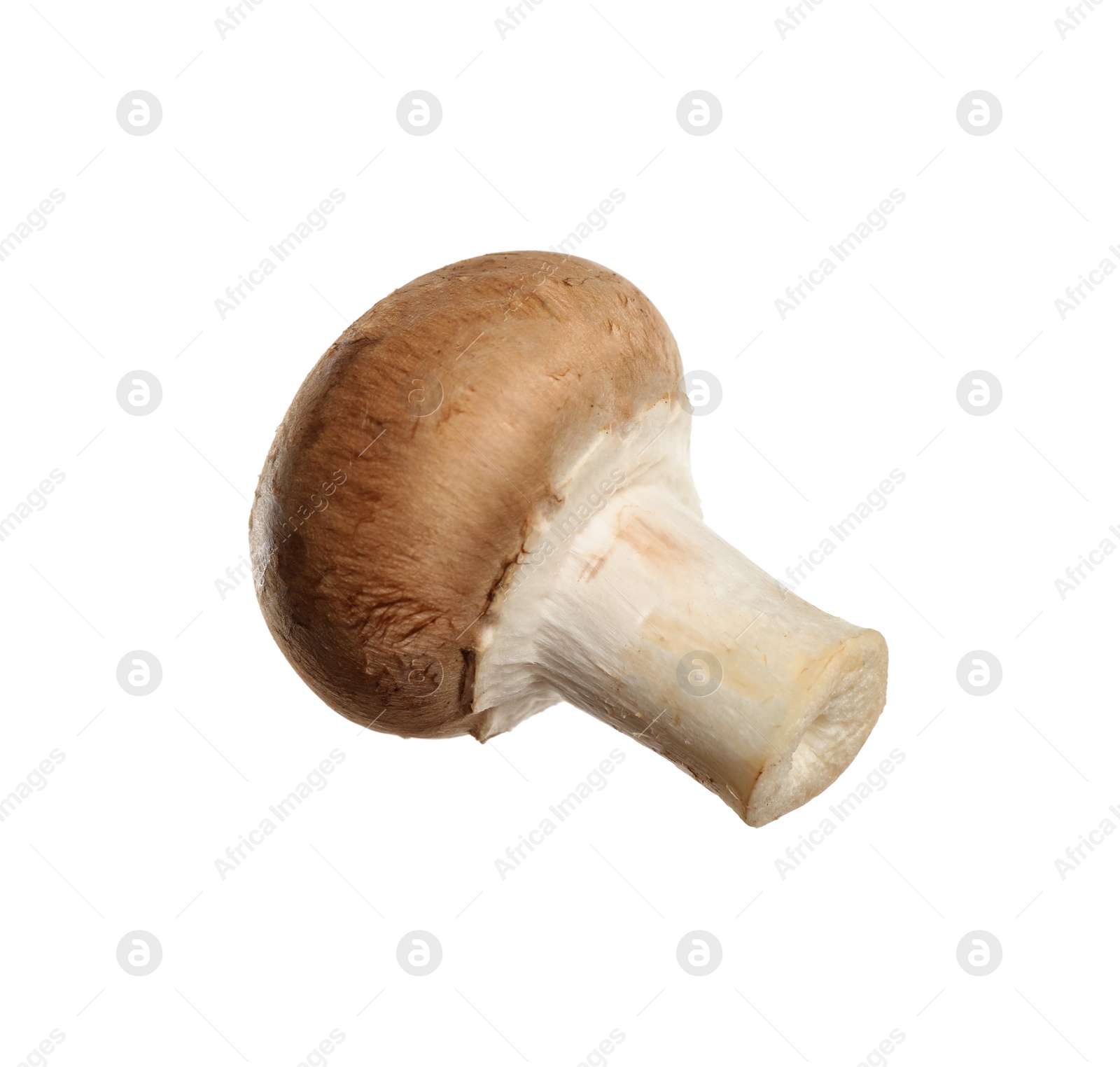 Fresh wild champignon mushroom isolated on white Photo of Fresh wild champignon mushroom isolated on white