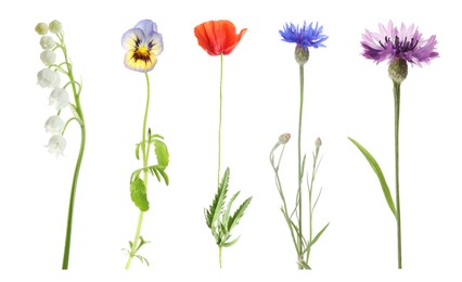 Collection of different beautiful wild flowers on white background Image of Collection of different beautiful wild flowers on white background