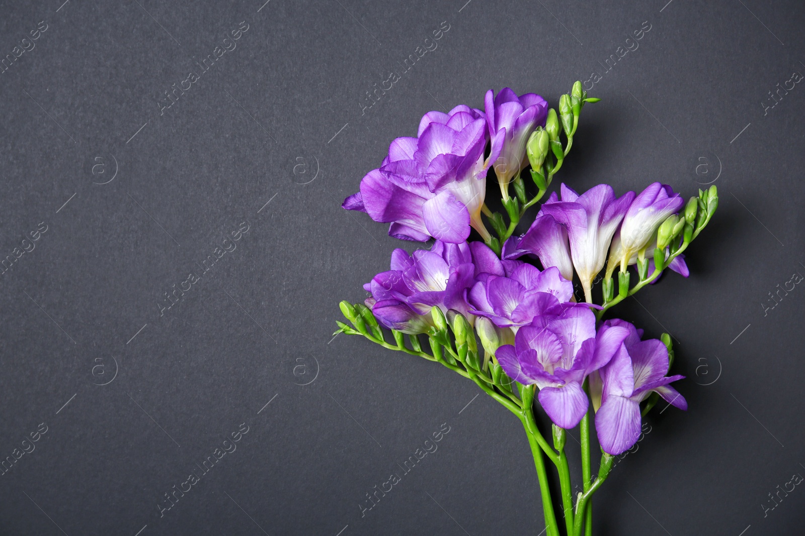 Beautiful freesia flowers on dark background Photo of Beautiful freesia flowers on dark background