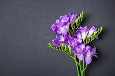 Beautiful freesia flowers on dark background Photo of Beautiful freesia flowers on dark background