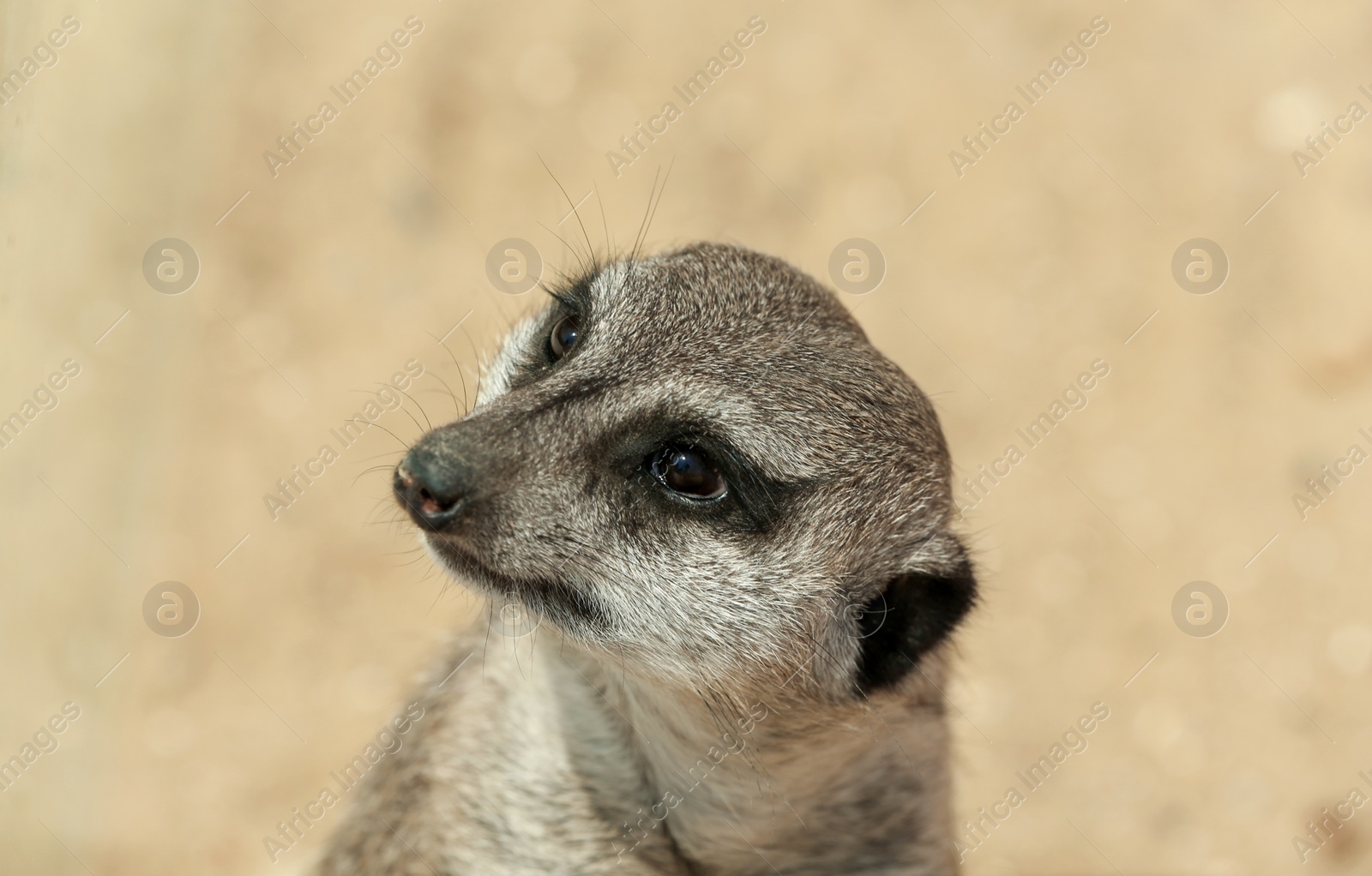 Closeup view of cute meerkat at zoo Photo of Closeup view of cute meerkat at zoo