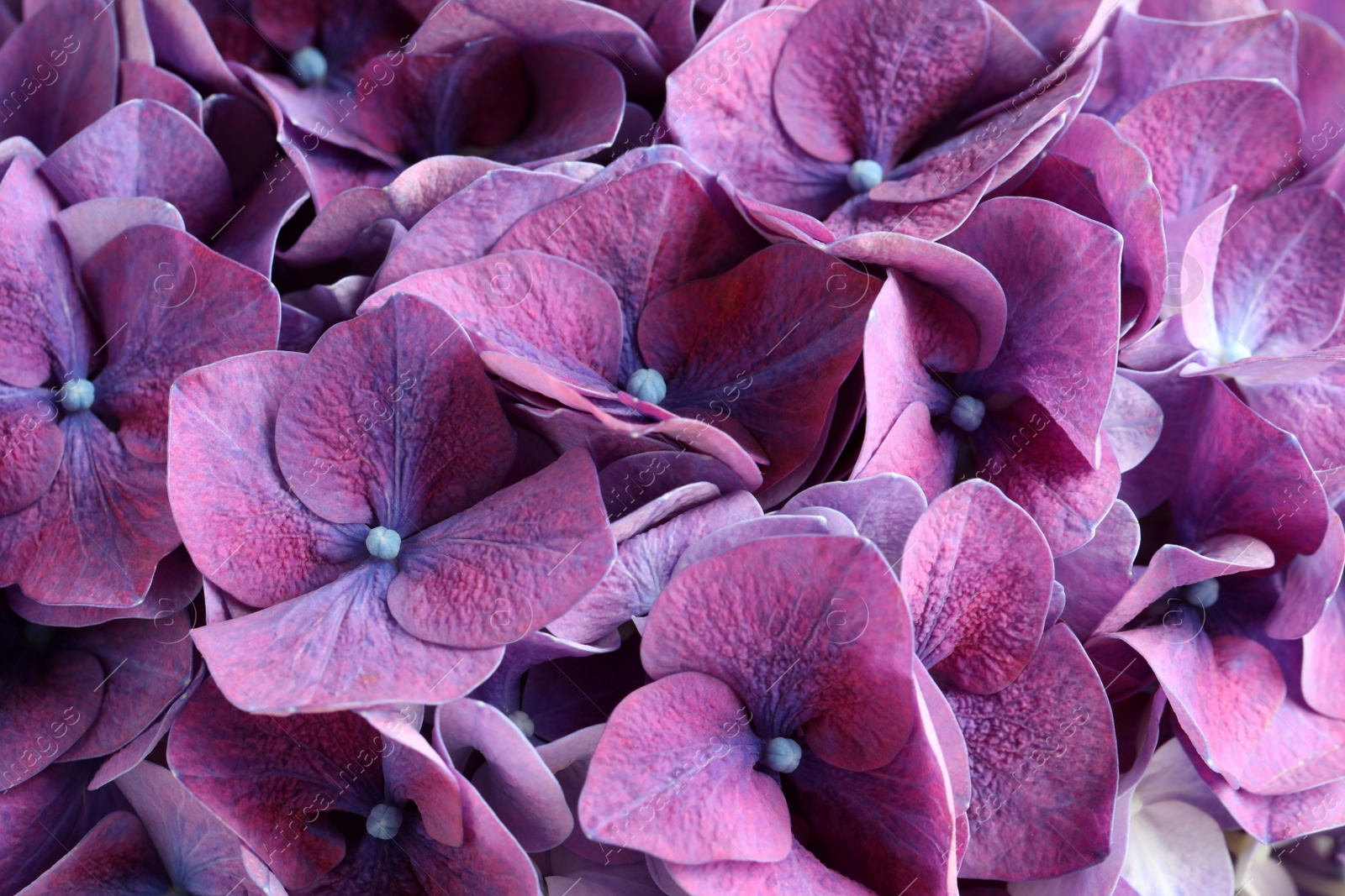 Beautiful violet hortensia flowers as background, closeup Photo of Beautiful violet hortensia flowers as background, closeup
