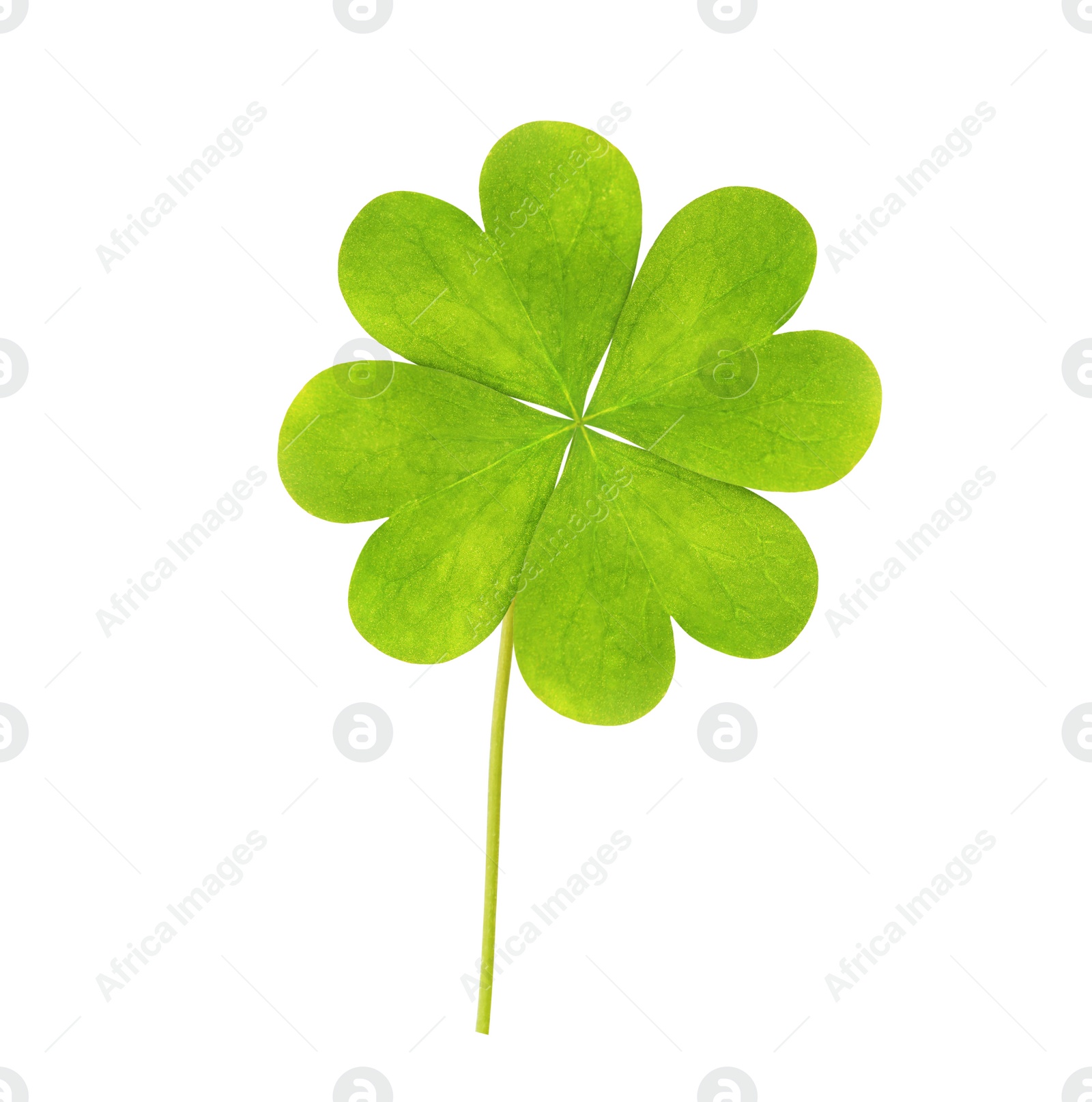 Fresh green four-leaf clover on white background Image of Fresh green four-leaf clover on white background