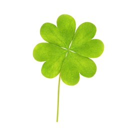 Fresh green four-leaf clover on white background Image of Fresh green four-leaf clover on white background
