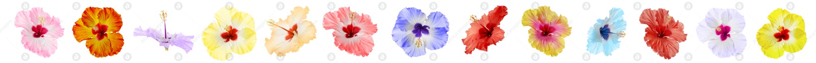 Set of beautiful tropical hibiscus flowers isolated on white. Banner design Image of Set of beautiful tropical hibiscus flowers isolated on white. Banner design