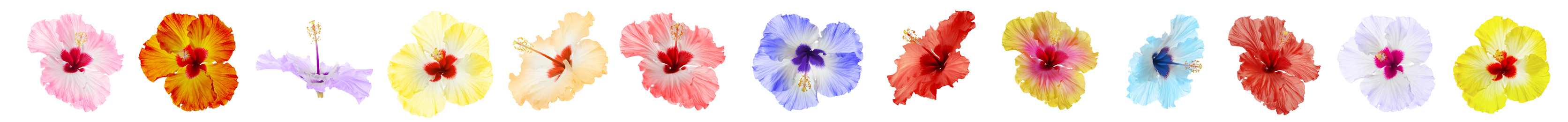 Set of beautiful tropical hibiscus flowers isolated on white. Banner design Image of Set of beautiful tropical hibiscus flowers isolated on white. Banner design